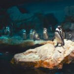 How to Setup FTP Server in Ubuntu