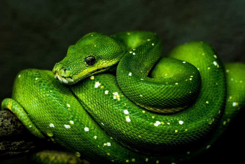 python programming language terms techhyme