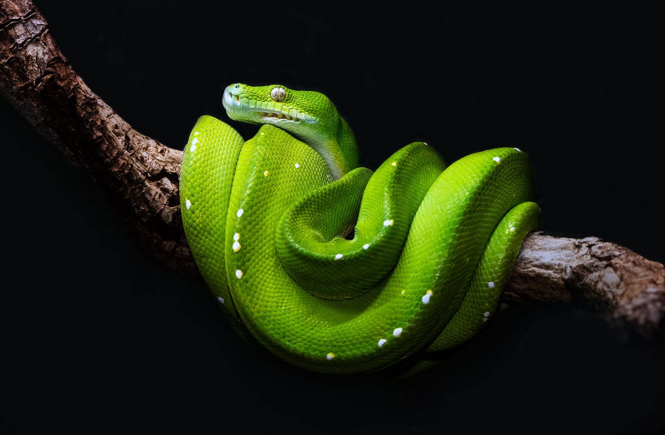 Python Features Techhyme