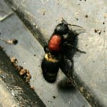Velvet Ant Chinese Hackers Group F5 BigIP